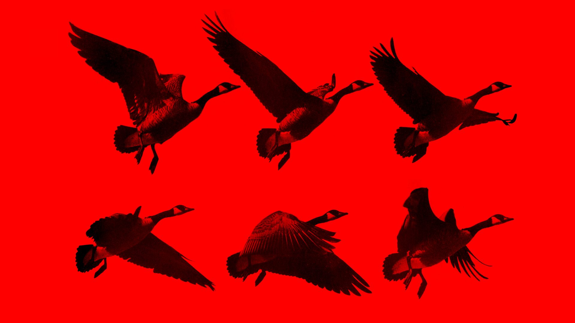 Featherweight Letterbox